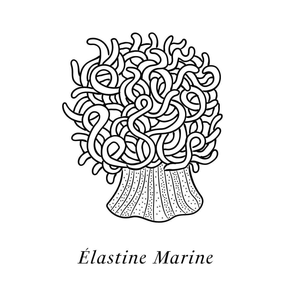 Illustration de l'élastine marine, un des actifs naturelle du soin haute couture Claudius N°1