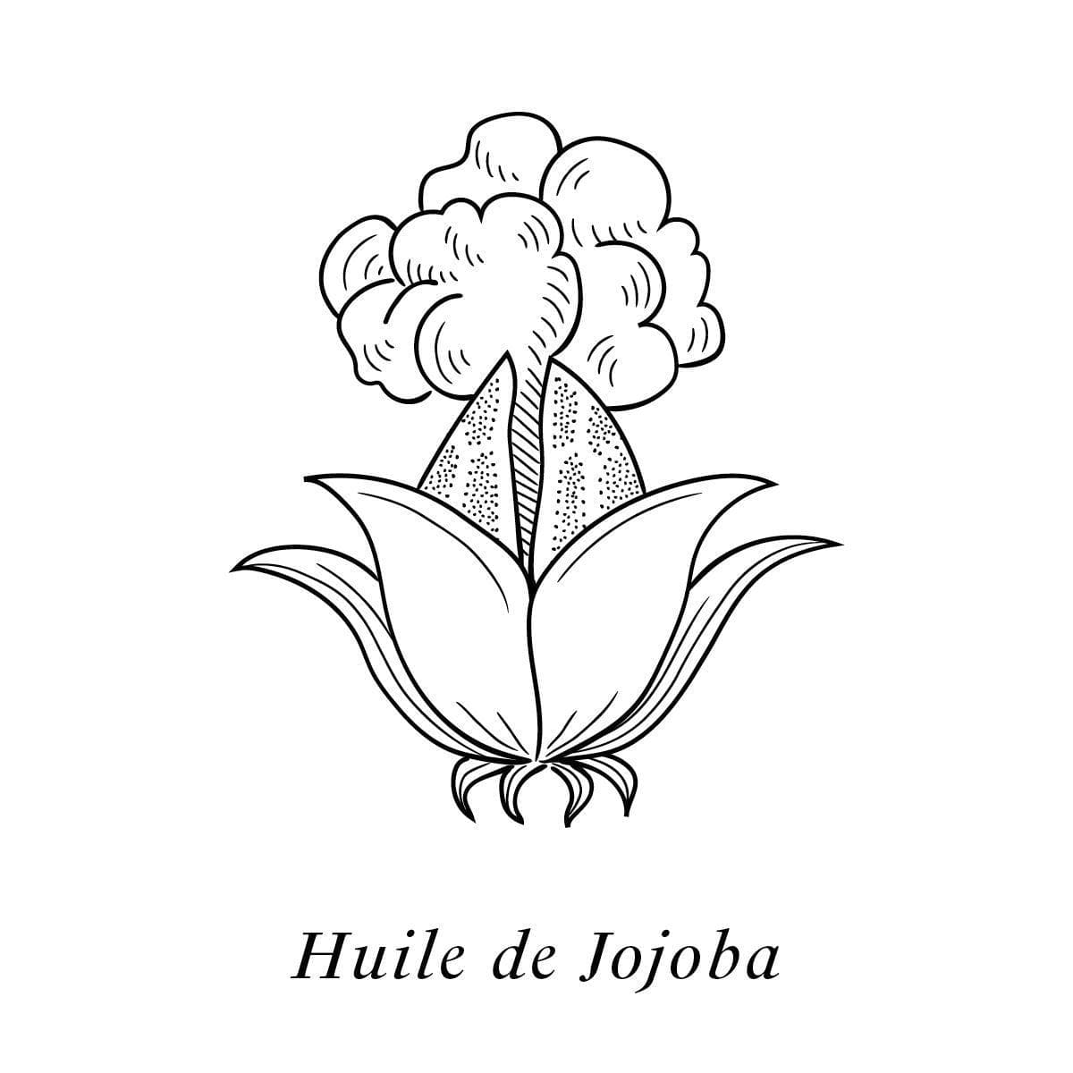 Illustration de l'huile de Jojoba, un des 19 actifs de la crème Claudius N°1, design ichetkar