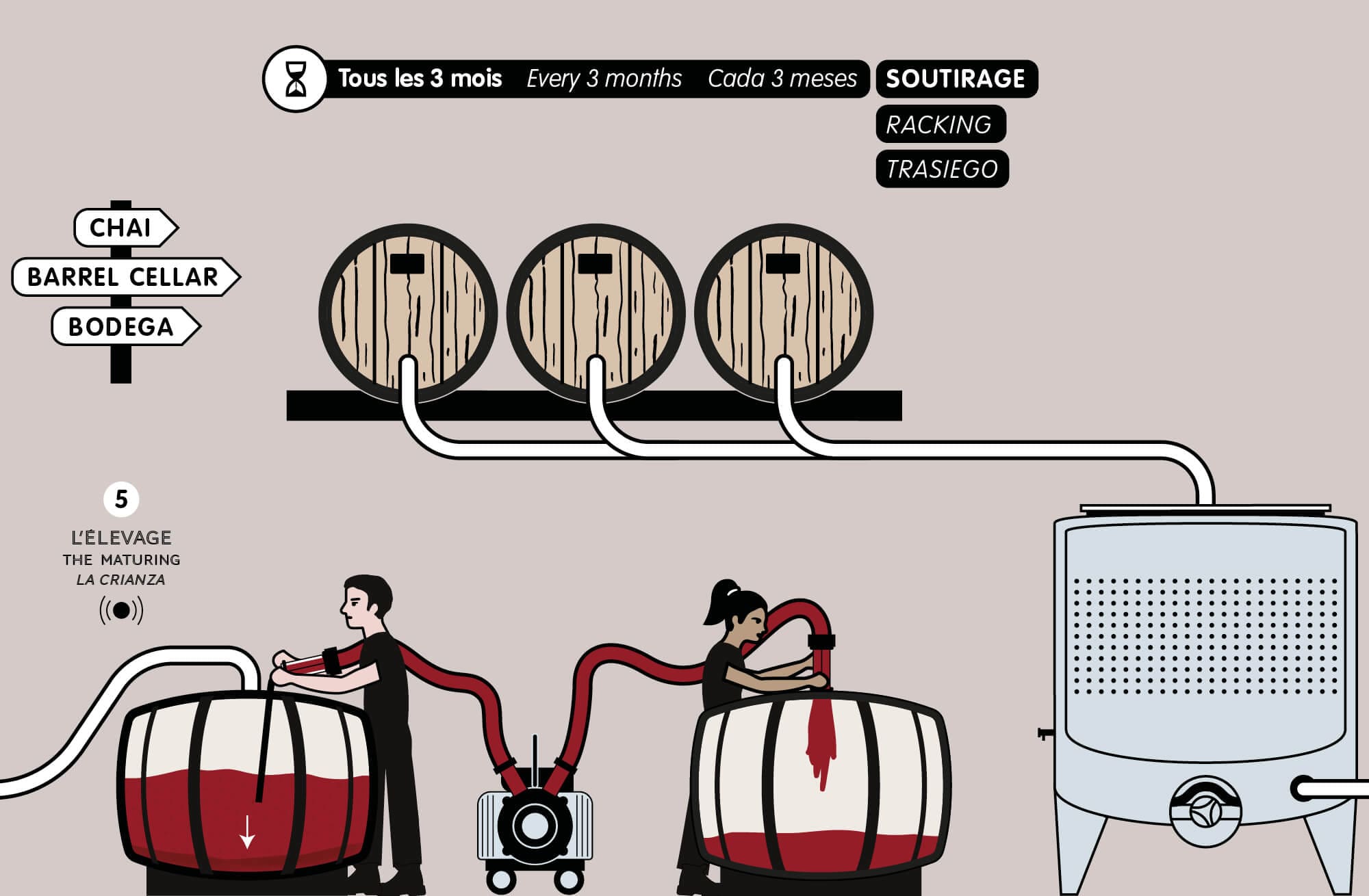 Story board de l'élaboration du vin, le soutirage illustré par IchetKar pour la cité du vin