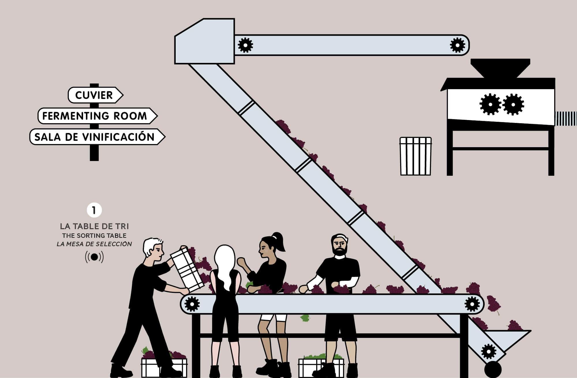 le story board du film sur l'elaboration du vin pour la cité du vin a bordeaux, illustration ichetkar