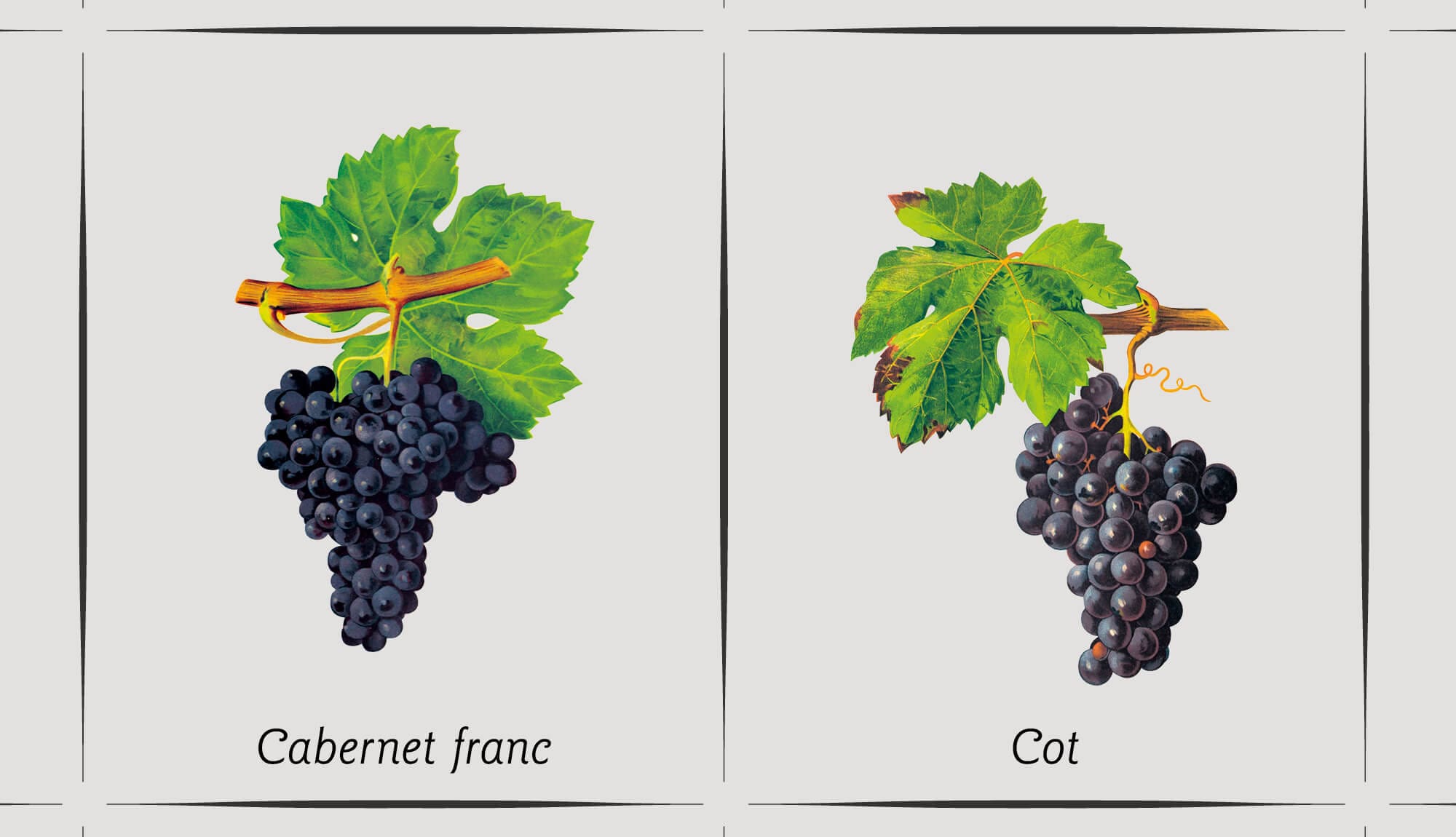 Grappe de raisin de Cabernet franc et Cot, dessiné par Pierre Viala et mis en page par IchetKar pour le papier peint du mur des cépages pour la cité du vin à bordeaux