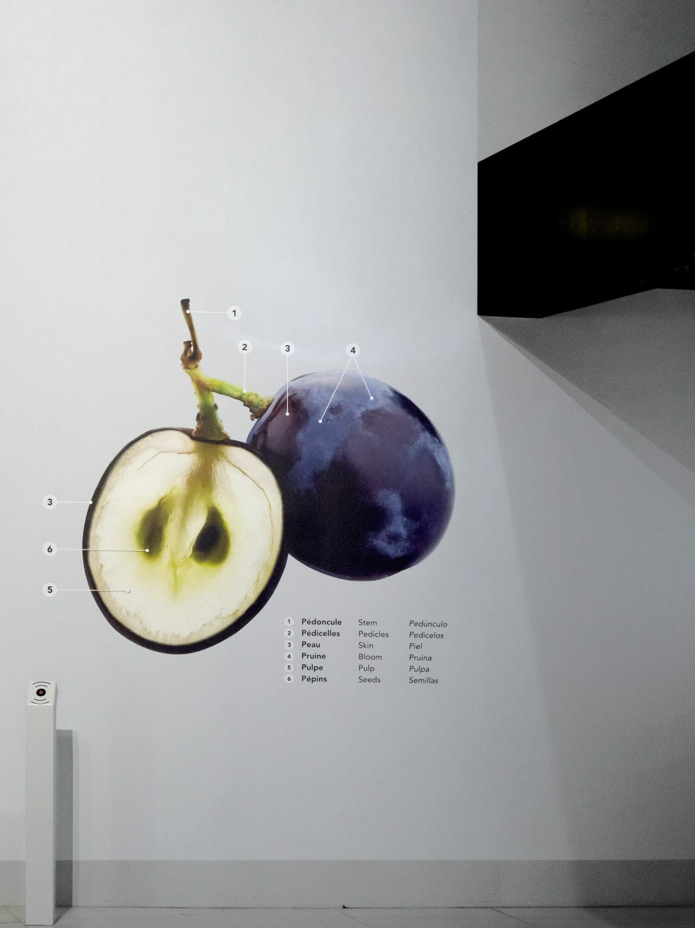 Le grain de raisin géant en coupe, design pédagogique par IchetKar